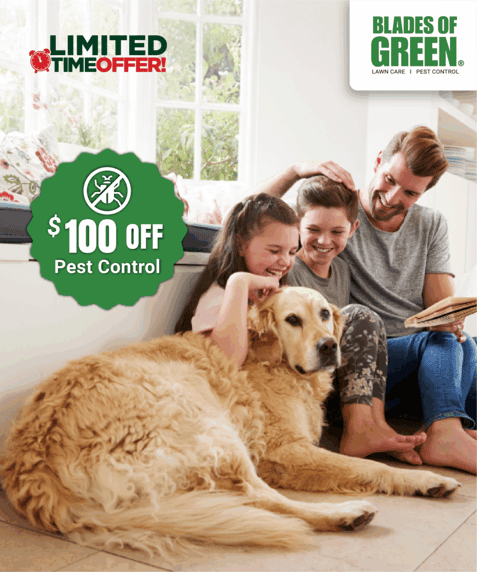 BG_Pest_Ad_480x576-853x1024