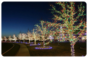 BOG Holiday Lights 3