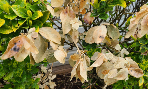 Damaged-Shrub-500X300