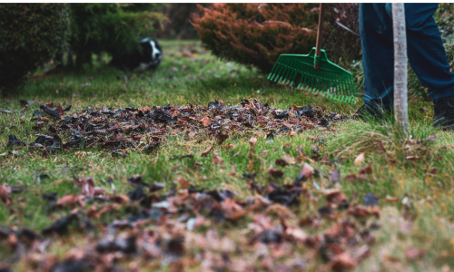 Leaf-Cleanup-500X300