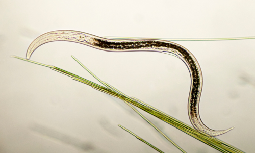 Nematode-500x300-1