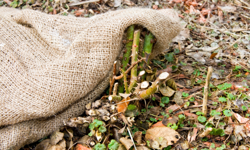 Rose-covered-by-burlap-500X300