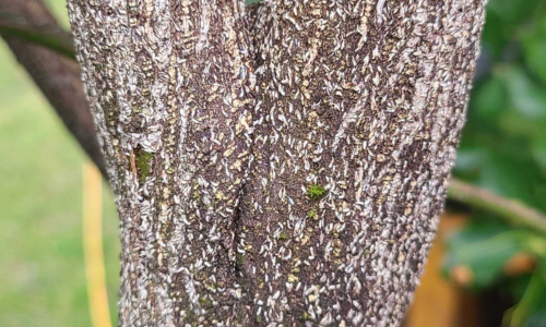 Scale-Infestation-J-500X300