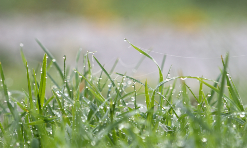 Wet-Grass-500x300-1