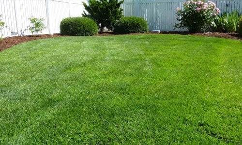 backyard-lawn