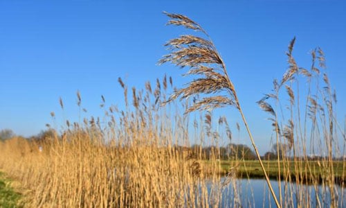 common-reed