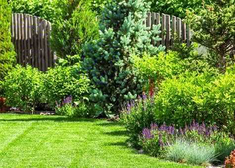 flowers-shrubs