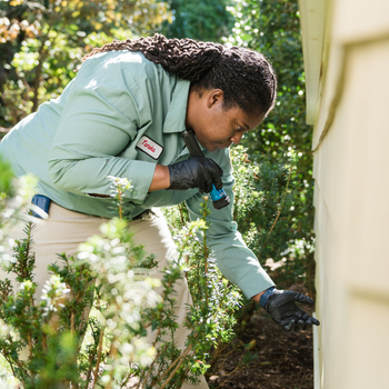 free-pest-inspection