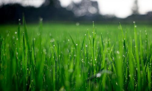 green-grass-dew