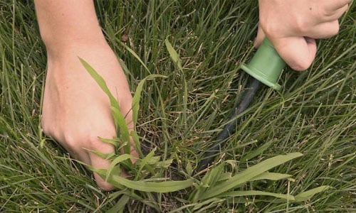 pullling-crabgrass