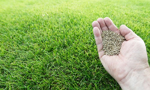seeds-hand-lawn-textimage