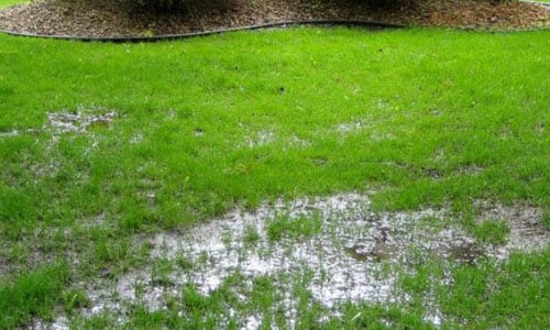 water-pooling-on-lawn