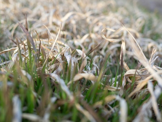 winter-lawn-care-services