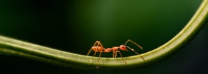 Blades of Green Ant Control