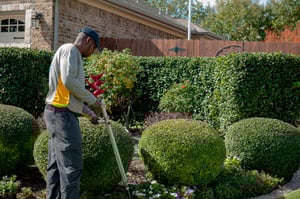 Deep root watering springfield blades of green