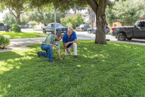 Lawn Evaluation