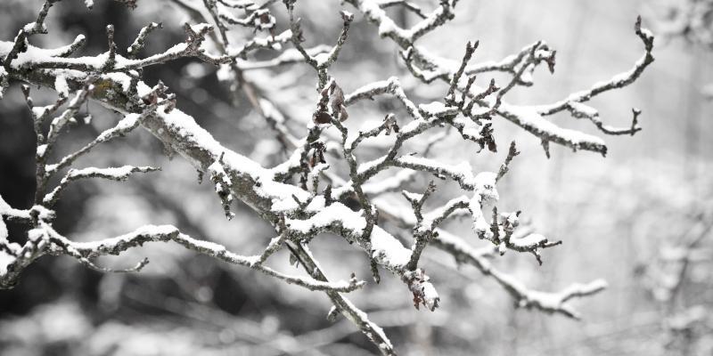 Tree branches covered in snow