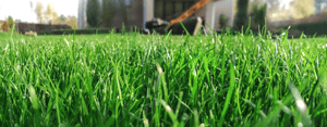 Lawn-Header