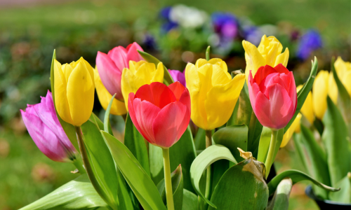Tulips-500x300-1
