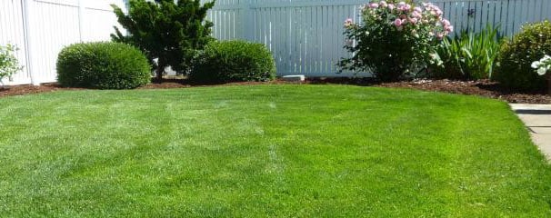 A green lawn mowed very shot, surrounded by small bushes