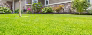 lawn-tree-house-header-1