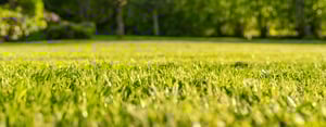 lawn-trees-header-Aug-29-2025-06-15-54-4810-PM
