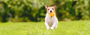 running-dog-header-1