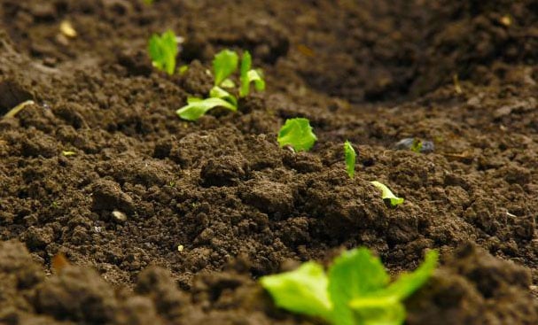 Plants sprouting in soil
