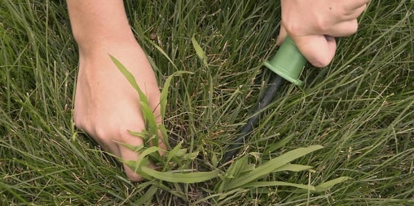 technician-pulling-crabgrass-weeds