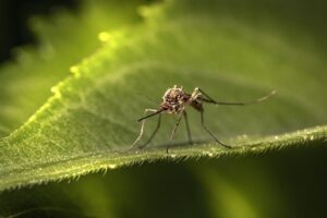 When Is Mosquito Season in Your Area?