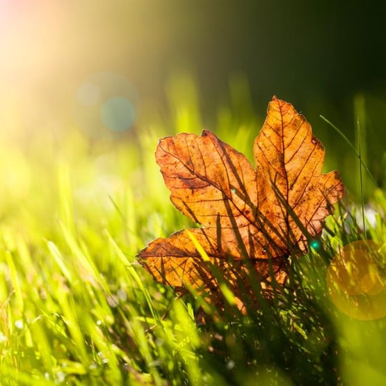 fall-lawn