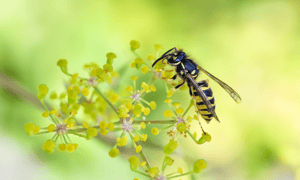 Wasps (1)