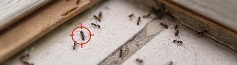ant-infestation