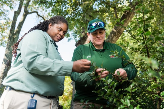 blades of green techs inspecting tree and shrubs for pests