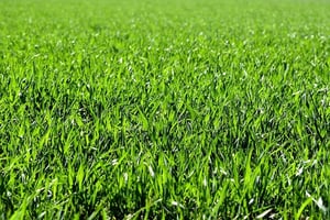 dollar-spot-lawn-disease