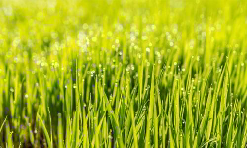 green-grass
