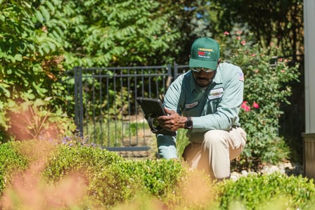 inpsecting for pest in springfield va blades of green