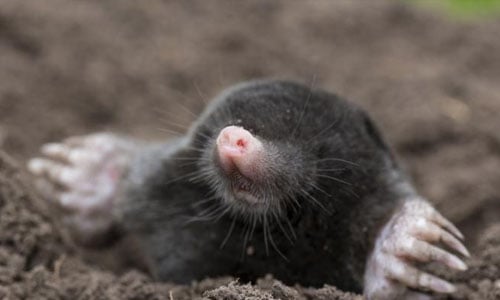mole-in-dirt