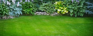 plants-shrubs-lawn
