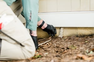 rodent control services in springfield va blades of green