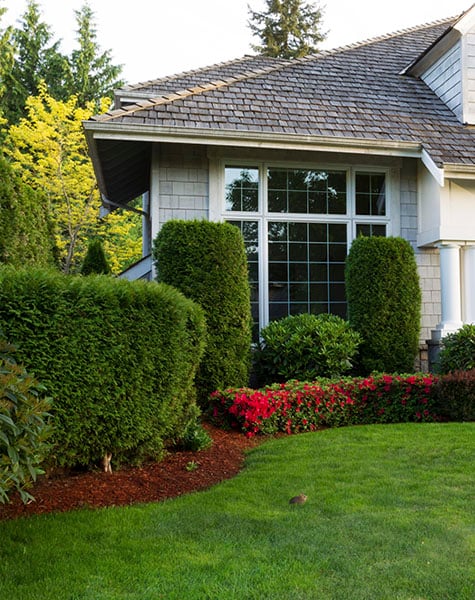 shrubs-lawn-tall