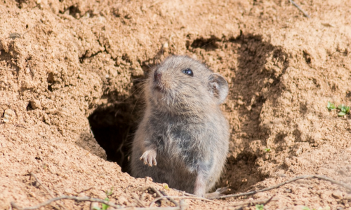 vole