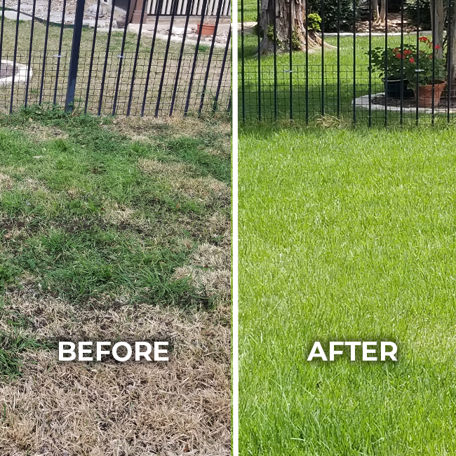 Residential lawn before and after aeration and overseeding