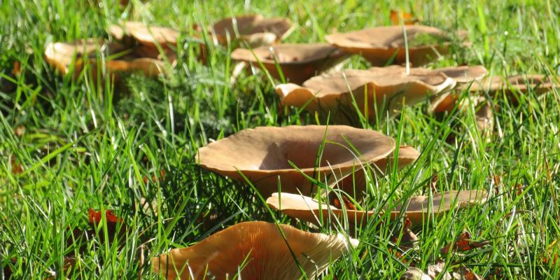 fairy rings are circular rings of dark green grass often accompanied by mushroom growths